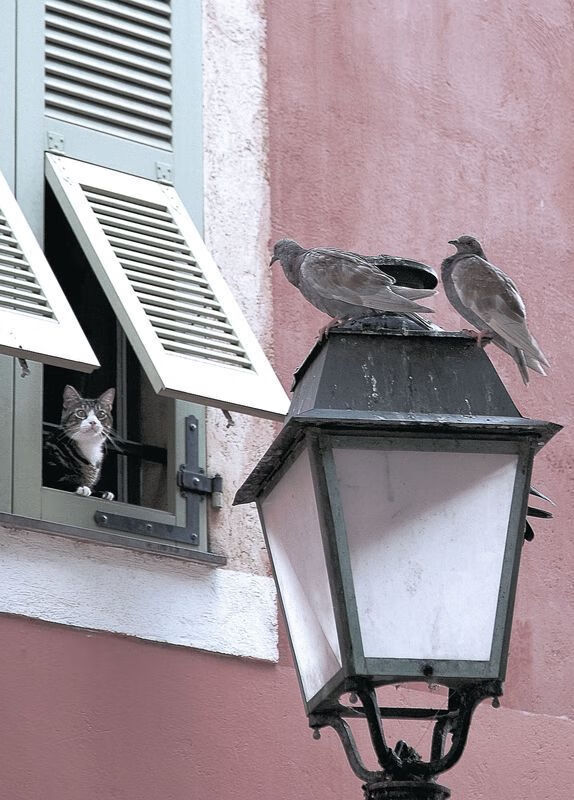 法兰克福主打短传体系提升控球率，法兰克福队